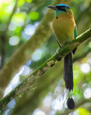 a colorful bird perched on a tree branch at Cabañas el Bosque in Turrialba