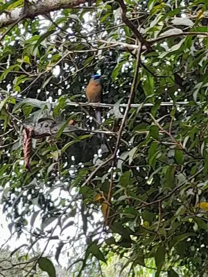 a bird sitting on the branch of a tree at Cabañas el Bosque in Turrialba