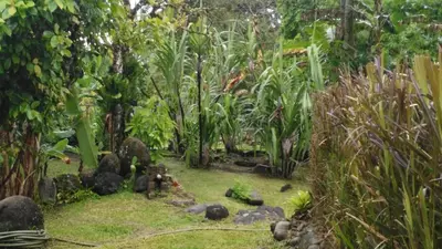 a garden with rocks and trees and plants at Casa Sophia 3 listings Apartment 1 or Apartment 2 separately or Apt 1 and 2 together all with FO internet in Guápiles
