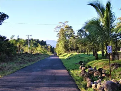 a road with a bunch of animals on the side at Casa Sophia 3 listings Apartment 1 or Apartment 2 separately or Apt 1 and 2 together all with FO internet in Guápiles