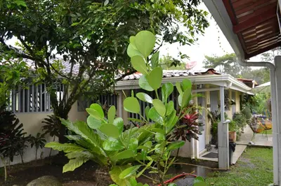 a house with green plants in front of it at Casa Sophia 3 listings Apartment 1 or Apartment 2 separately or Apt 1 and 2 together all with FO internet in Guápiles