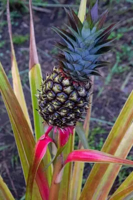a pineapple on a plant with a red flower at Lodge Margouillat in Tambor