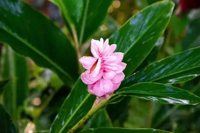 a pink flower on a plant with green leaves at Lodge Margouillat in Tambor