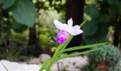 a purple and white flower on a plant at Lodge Margouillat in Tambor