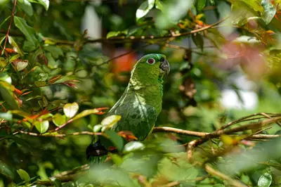 a green bird sitting on a tree branch at Hotel Campestre Arenal in Fortuna