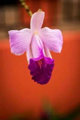 a purple flower in front of a red vase at Hotel Vista del Cerro in Fortuna