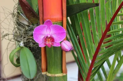 a pink flower sitting on top of some bamboo at Hotel Vista del Cerro in Fortuna