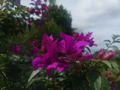 a bunch of purple flowers in a bush at Dreamcatcher house in Sarchí