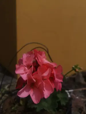 a bunch of pink flowers in a pot at Dreamcatcher house in Sarchí