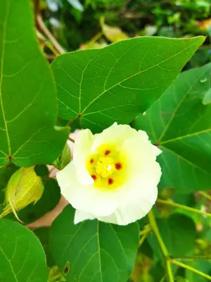a close up of a white flower with green leaves at Bijagua paradise Río Celeste in Bijagua