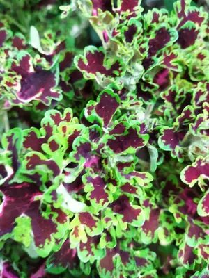 a close up of a group of green and purple flowers at Bijagua paradise Río Celeste in Bijagua