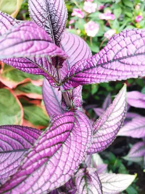 a close up of a purple plant with pink flowers at Bijagua paradise Río Celeste in Bijagua