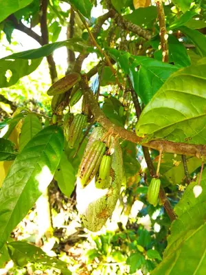 a bunch of green bananas hanging from a tree at Bijagua paradise Río Celeste in Bijagua
