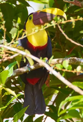 a colorful bird sitting on a tree branch at 