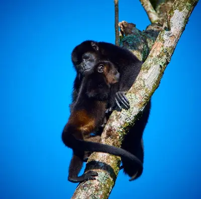 a monkey and its baby sitting on a tree branch at 