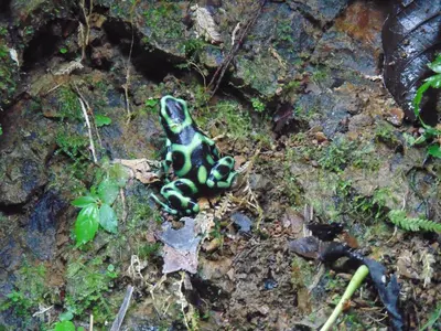 a green and black frog on the ground at Hacienda Mil Bellezas - Private 40ha Jungle Reserve in Quepos
