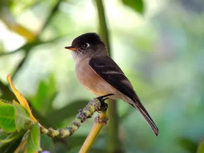 a bird perched on top of a tree branch at Hotel de Montaña Suria in San Gerardo de Dota