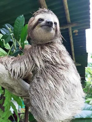 a sloth is sitting on a tree branch at Garden of Heliconias Lodge in Drake
