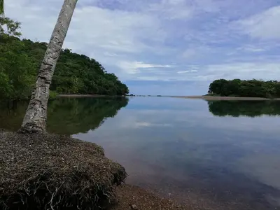 a tree sitting on the shore of a lake at Garden of Heliconias Lodge in Drake