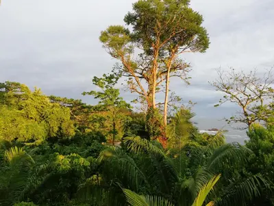 a tree in the middle of a forest of trees at Garden of Heliconias Lodge in Drake