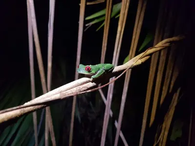 a green frog sitting on top of a plant at Garden of Heliconias Lodge in Drake