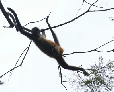 a brown monkey hanging from a tree branch at Garden of Heliconias Lodge in Drake