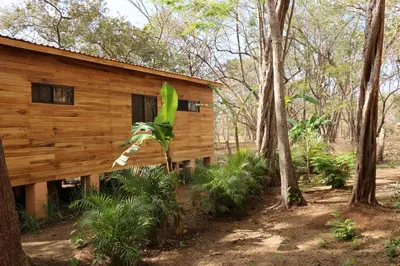 a wooden cabin in the woods with trees at CASA NATURaL in Brasilito