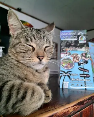 a cat laying on a table next to a box at Costa Rica Backpackers in San José