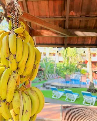 a bunch of bunches of bananas hanging from a building at Hotel Los Ranchos in Jacó