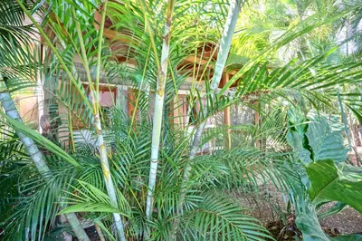 a group of palm trees in front of a building at Calamocha Lodge in Santa Teresa Beach