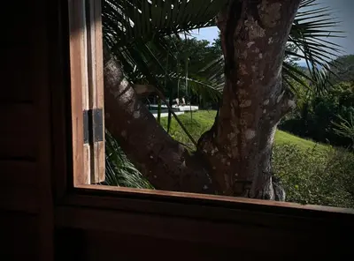 a window with a view of a palm tree at Calamocha Lodge in Santa Teresa Beach