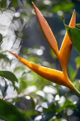 an orange flower is hanging from a tree at Pumilio Mountain & Ocean Hotel in Jacó