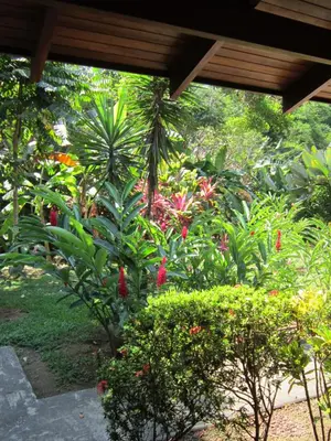 a garden with red flowers and green plants at Hotel El Paraiso Escondido - Costa Rica in Jacó