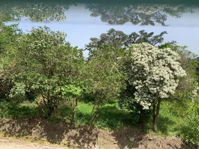 a tree with white flowers on it in a field at Globi Lodge 1 in Monteverde Costa Rica