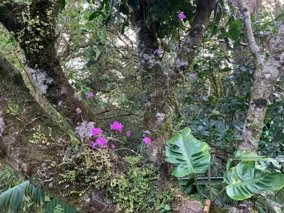 a tree with some pink flowers in a forest at Globi Lodge 1 in Monteverde Costa Rica