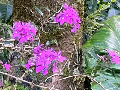 a group of pink flowers growing next to a tree at Globi Lodge 1 in Monteverde Costa Rica