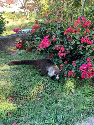 a cat walking in the grass next to pink flowers at Globi Lodge 1 in Monteverde Costa Rica