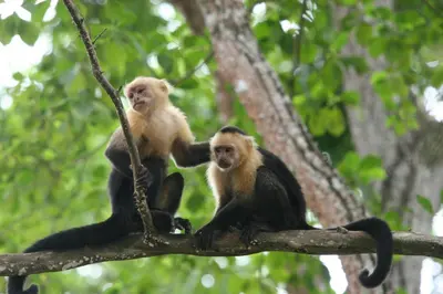 two monkeys sitting on top of a tree branch at Plaza Royal Apartments in Santa Teresa Beach