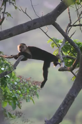 a monkey is sitting on a tree branch at Plaza Royal Apartments in Santa Teresa Beach