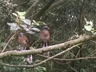 two birds perched on top of a tree branch at Globi lodge #2 in Monteverde Costa Rica