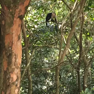 a monkey is sitting in a tree at Globi lodge #2 in Monteverde Costa Rica