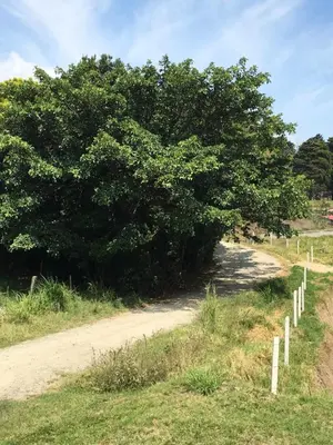 a tree on the side of a dirt road at Globi lodge #2 in Monteverde Costa Rica