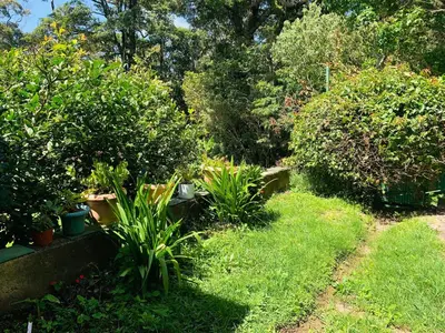 a garden with some plants and some bushes and trees at Globi Lodge #3 in Monteverde Costa Rica