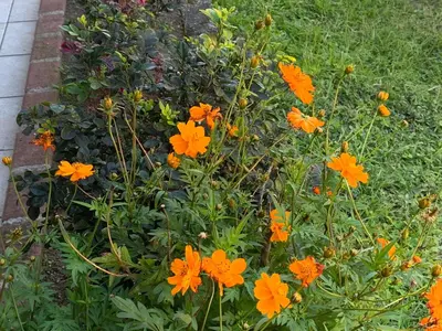 a bunch of orange flowers in a garden at Globi Lodge #3 in Monteverde Costa Rica
