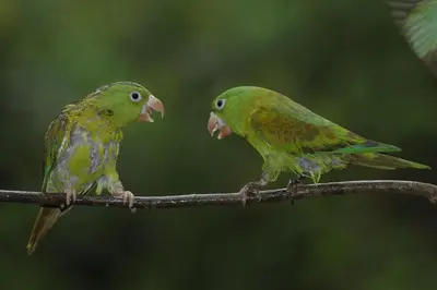 two green birds sitting on a tree branch at La Laguna del Lagarto Eco-Lodge in Pital