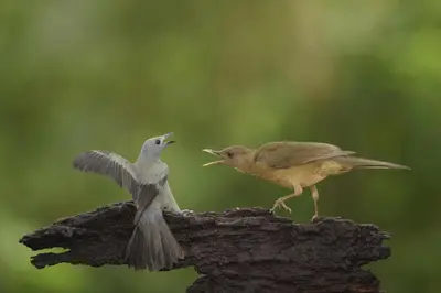 two birds standing on a log with their wings open at La Laguna del Lagarto Eco-Lodge in Pital
