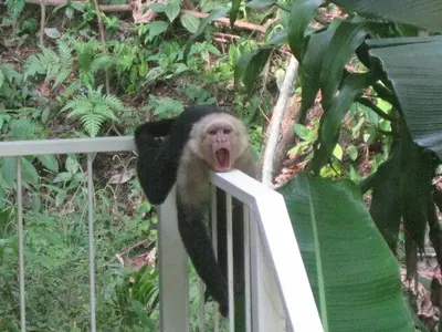 a monkey with its mouth open on a fence at Villa Vista Verde Ground Floor Home, Save Hundreds on your trip, Reduced Prices on Tours in Quepos