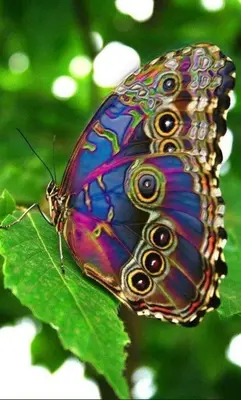 a butterfly is sitting on a green leaf at Villa Vista Verde Ground Floor Home, Save Hundreds on your trip, Reduced Prices on Tours in Quepos