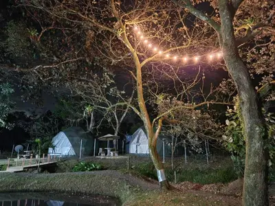 a tree with lights on it at night at Cabaña del Lago in Cuatro Esquinas