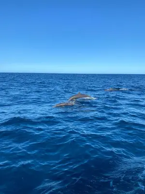 a pair of dolphins swimming in the water at Boutique Hotel Luna Azul in Playa Ostional